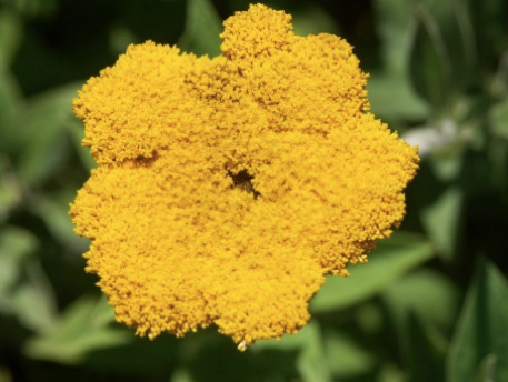 cbg-Helichrysum-umbraculigerum-siempreviva-cannabigerol-cbg-cannabis-medicinal-cannabity