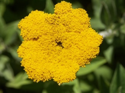 Plants and cannabinoids. CBG can be obtained from the flower of Helichrysum umbraculigerum