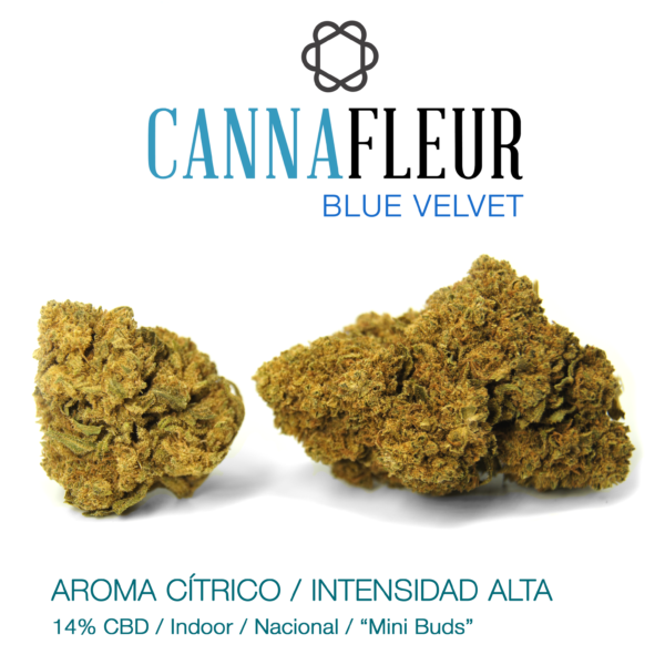 Cannafleur-Blue-Velvet-Flores-CBD-Cannabity